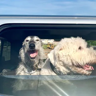 We love our canine visitors