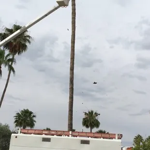 a man on a bucket truck working on a palm tree