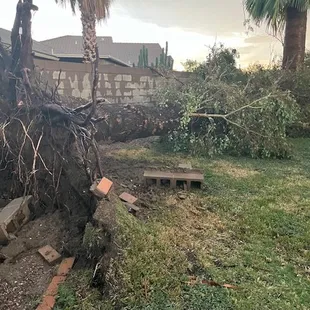 45+ foot Eucalyptus Tree