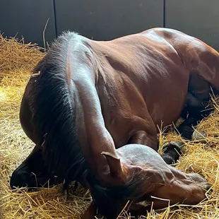 Horse