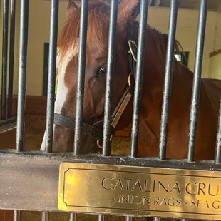 Horse