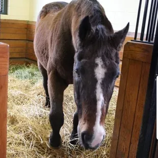 AP Indy 30 year old pensioned foundation stallion