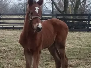 Stone Farm
