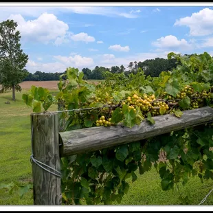 vines growing on a fence