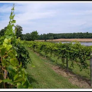 rows of grape vines