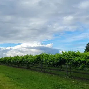 Vineyard