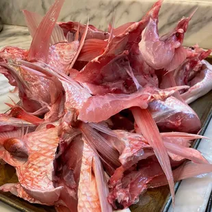 Snapper Collars