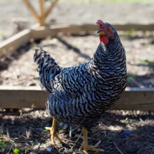 Roxy the chicken at Langlois&apos; Crossroads farm