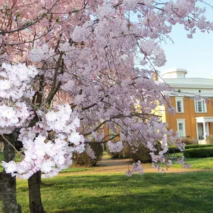 Weeping cherry trees in spring