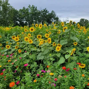 Sunflowers outlined with wildflowers!