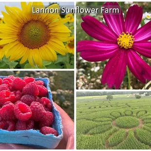 U-Pick Sunflowers, Raspberries and Maze
