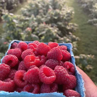 Raspberries (summer and fall)