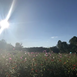Wildflower field