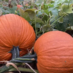 U-Pick Pumkins at Lannon Sunflower Farm