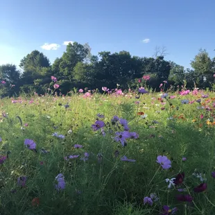 Wildflower field