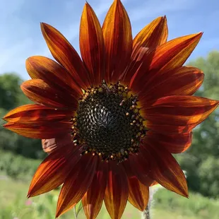 A full-bloom sunflower.
