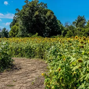 A drive-thru maze lets you get up close to the flowers