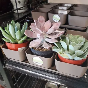 a variety of succulents