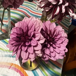 Dahlias