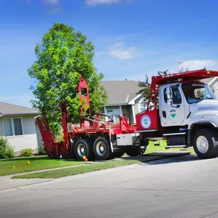 Instant impact spade tree services available for those who want immediate shade and curb appeal.