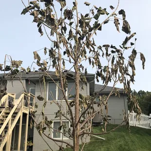 This is what Lanoha thinks is acceptable to plant in my yard. $500tree, I DISAGREE!!!