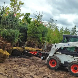 Locally grown trees acclimated to the Midwest growing conditions.