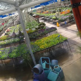 Year round greenhouse growing annuals, house plants, tropical and other unique varieties of plant material.