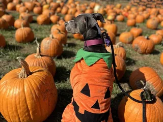 Sever's Corn Maze & Fall Festival