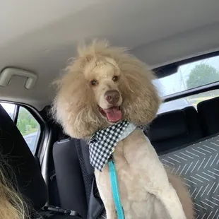 Right after grooming