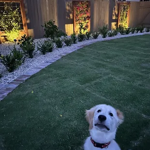 a dog sitting in the yard