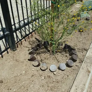 a plant with coins on the ground