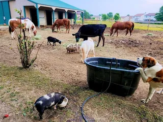 Broganville’s Farm