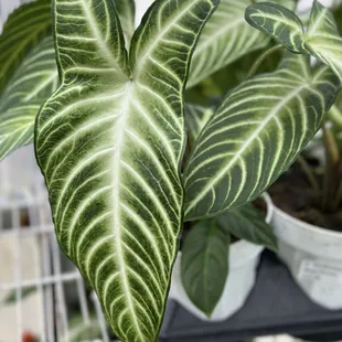 Just a beautiful plant I saw as we were walking around