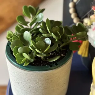 A trailing jade that I got today