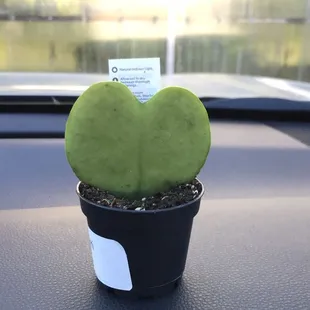 Hoya Keri