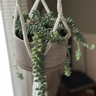 A burros tail I got last year that got repotted this year