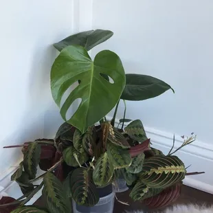 Swiss cheese plant and red maranta in 4&apos;in pot