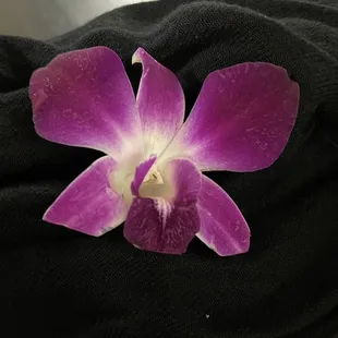 Orchid on the plate