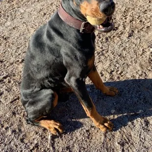 Found a souvenir at the dog park