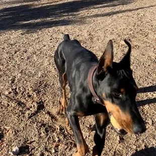 Doberman pinschers