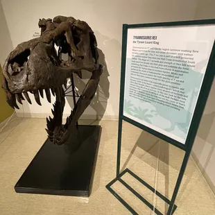 Las Cruces Natural Science Museum, June 1, 2023 - T. Rex Skull
