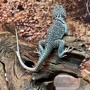 Collared Lizard.
