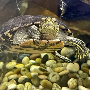 Hello, little friend.