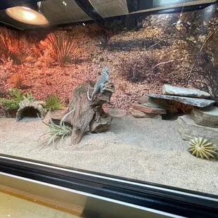 Las Cruces Natural Science Museum, June 1, 2023 - Lizard