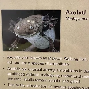 Axolotl exhibit.