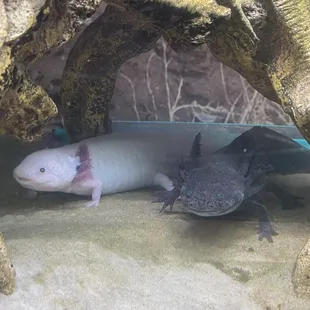 Axolotl's. Super cool to see!!