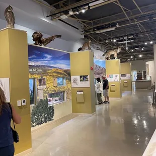 Las Cruces Natural Science Museum, June 1, 2023 - Wildlife exhibit