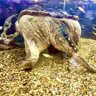 Zilla, please turn around.  I don't think this is your best side.