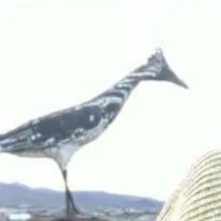 Road runner on your head photo