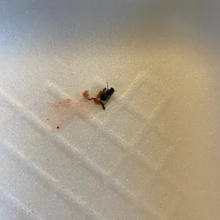 Fly found in torta de asada